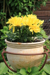gelbe Crysanthemen in einem alten Tontopf 