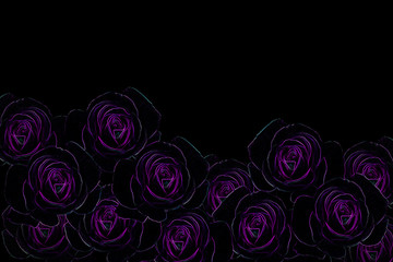 Group of violet and purple roses pattern line glow light arrangement