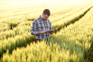 Naklejka na ściany i meble Young farmer standing in a wheat field and looking at tablet