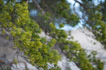 Landscape with pine trees.