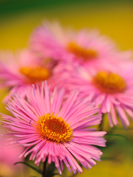 Michaelmas Daisy Flower.