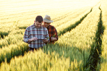 Naklejka na ściany i meble Two farmer standing in a wheat field and looking at tablet, They are examining corp.