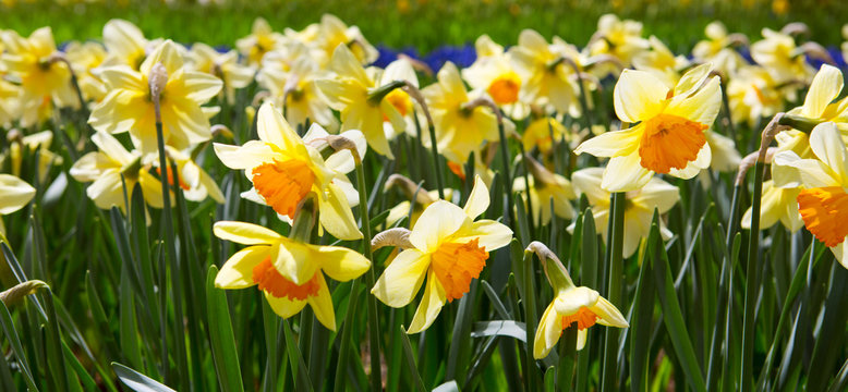 Yellow Daffodils in the garden.