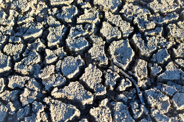 dried and cracked earth