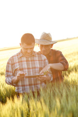 Two farmer standing in a wheat field and looking at tablet, They are examining corp.
