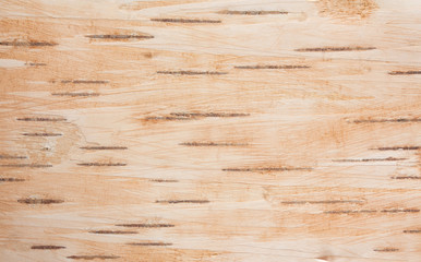 Background of birch bark