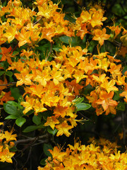 Naklejka na ściany i meble Flame Azaleas in the Spring-Cluster of Yellow-Orange Flowers in Portrait Format