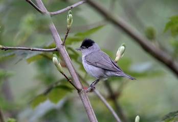 Blackcap, Sylvia atricapilla