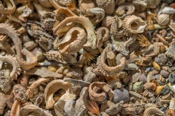 Fototapeta premium Wildflower seed mix