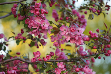 Pink flowers blossom decorative apple trees