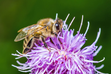 Honeybee on Agrimony Flower