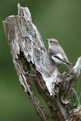 Pied flycatcher, Ficedula hypoleuca