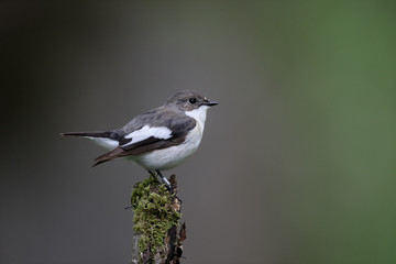 Pied flycatcher, Ficedula hypoleuca
