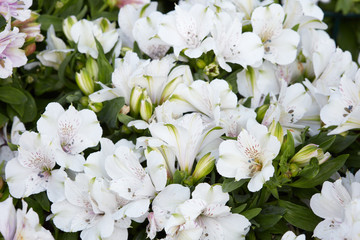 Astroemeria white flowers background with buds and leaves