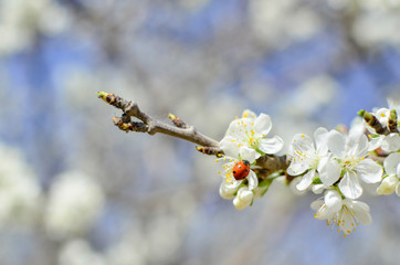 lady bug on flowering branch