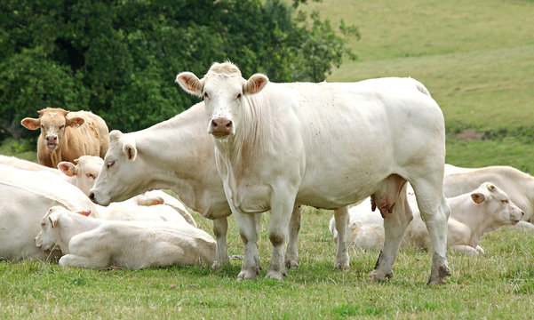 Vaches et veaux charolais