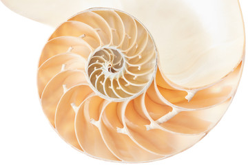 Nautilus shell section on white