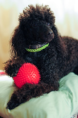 Black poodle with red ball
