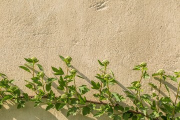 Old concrete wall background