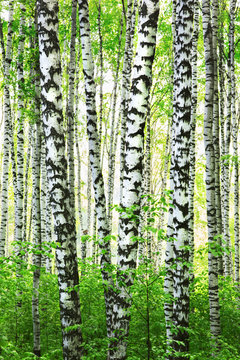 Fototapeta forest birch