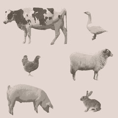Farm animals. Vintage engraved illustration on clean background.