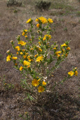 Cardo Scolymus hispanicus con Flores Amarillas