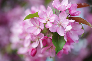 Pink flowers of apple tree close up