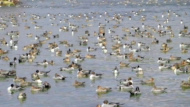 Wintering grounds of Duck (Pintail)