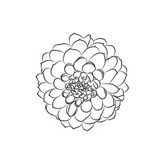 dahlia flower simple black lined icon on white background