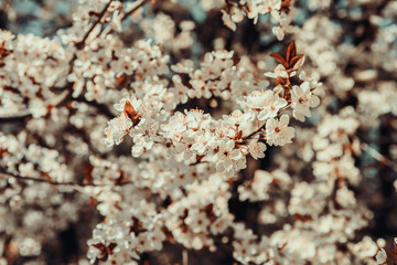 White Apple Tree Flowers Spring Blossom