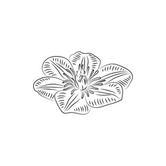 beautiful flower simple black lined icon on white background