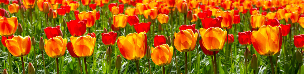 Red and orange tulips background.