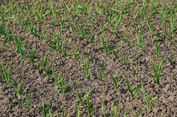 Seedlings grow garlic on a bed in the garden. Green garlic sprout in the ground in spring.