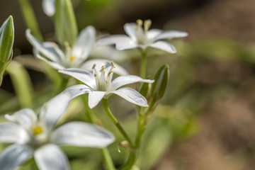 White garden flowers blooming