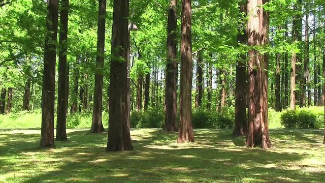 メタセコイアの森に吹く風