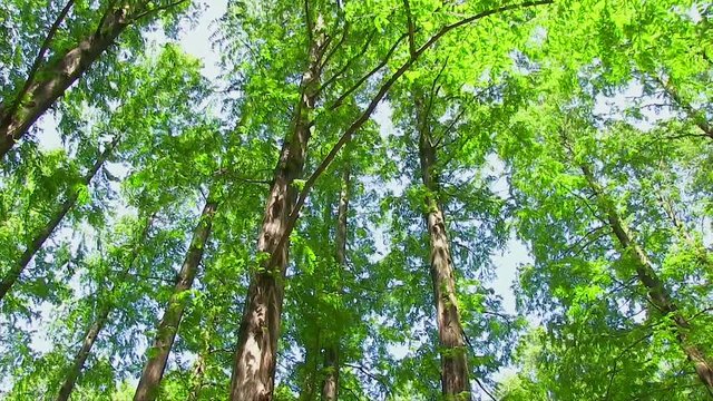メタセコイアの新緑（パンニング撮影）