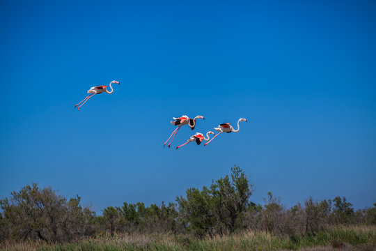 Flament rose volent dans un parc ornithologique &agrave; Camargue