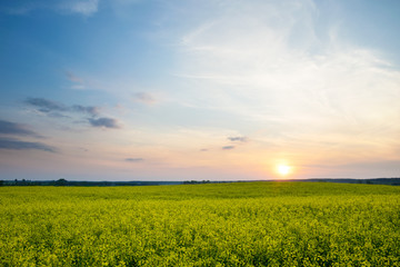 The sun is setting over a field of oilseed rape. Masuria, Poland.