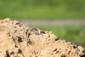a small bird a Sparrow bathes in the yellow sand on the beach