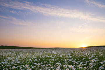 The sun is setting over a white daisies field. May landscape. Masuria, Poland.