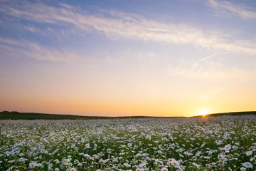 Photo sur Plexiglas Marguerites The sun is setting over a white daisies field. May landscape. Masuria, Poland.