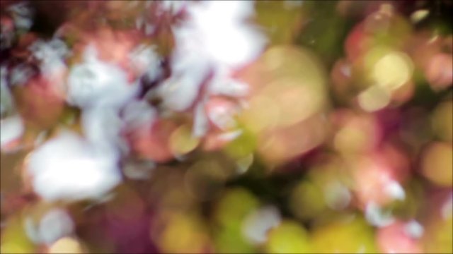 cherry tree in a backyard at sunset abstract blurred background
