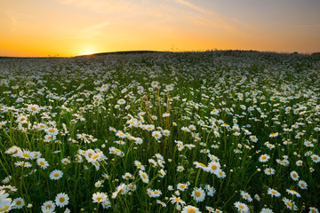 The sun is setting over a white daisies field. May landscape. Masuria, Poland.