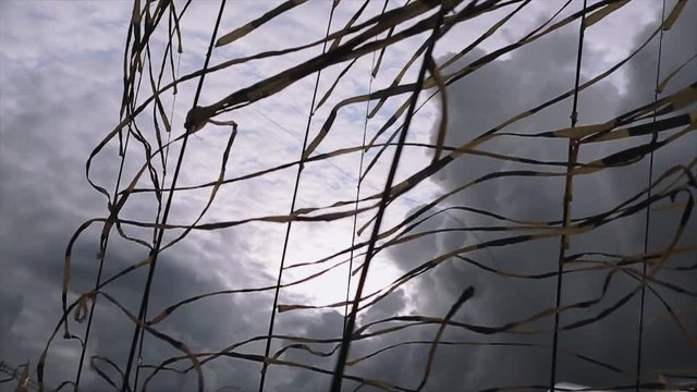 Black and yellow tapes waving from wind in summer day. Event. Grey cloudness sky before heavy rain. Slow motion. 