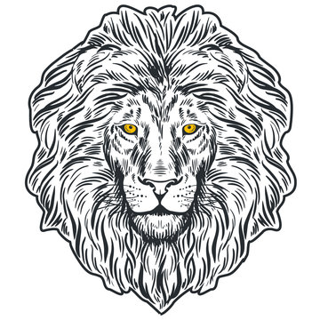 Hand drawn lion head isolated. Banner, poster, card, t-shirt design template. Vector illustration 