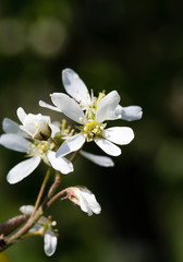 The white flowers of a mespilus lit with the sun