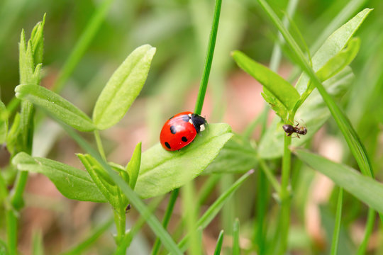 Ladybug on a green blade