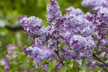 beautiful lilac with purple flowers in spring close-up outdoors