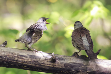 bird the Fieldfare thrush sitting on a log next to his hungry chick