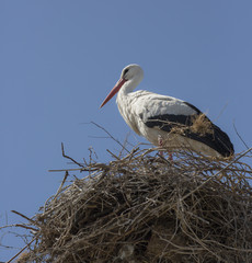 Beautiful stork is standing in the nest 